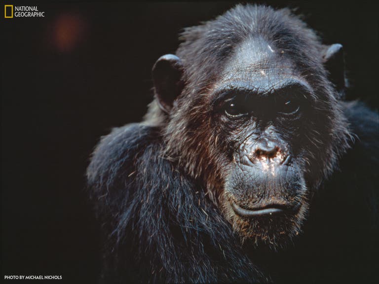 "National Geographic" photo of Fifi, one of the first chimpanzees Jane Goodall studied at Gombe